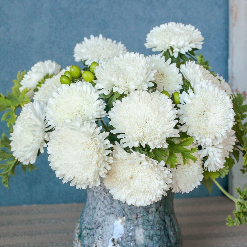 Aster Azumi XL White
