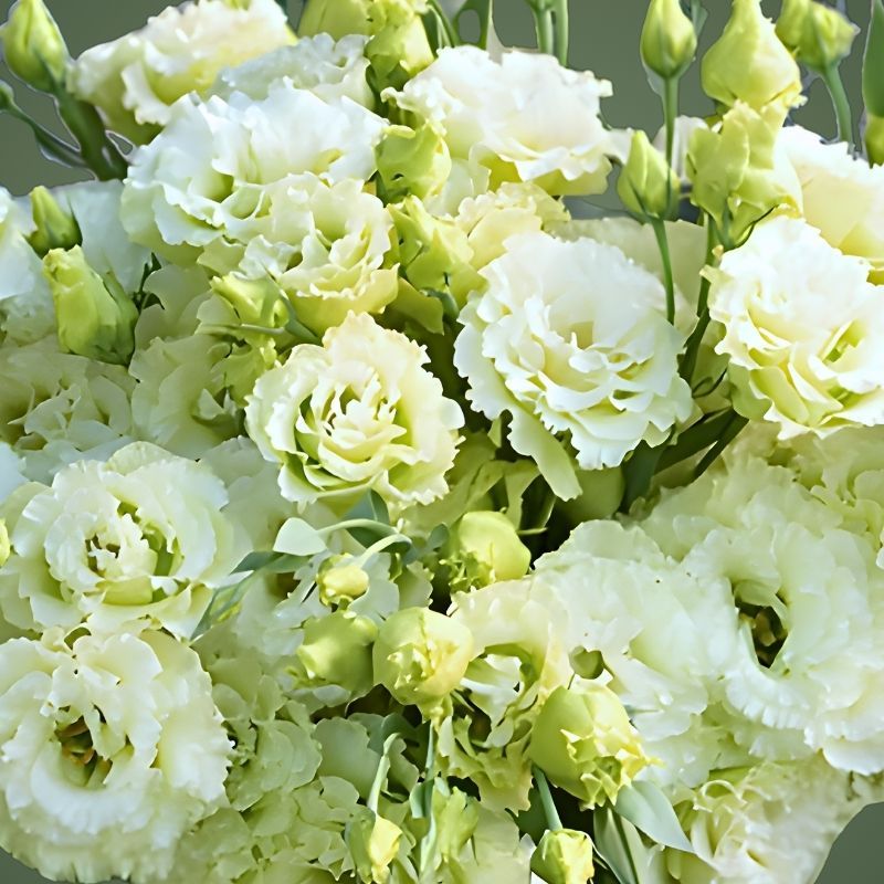 Lisianthus Voyage 2 Green 2