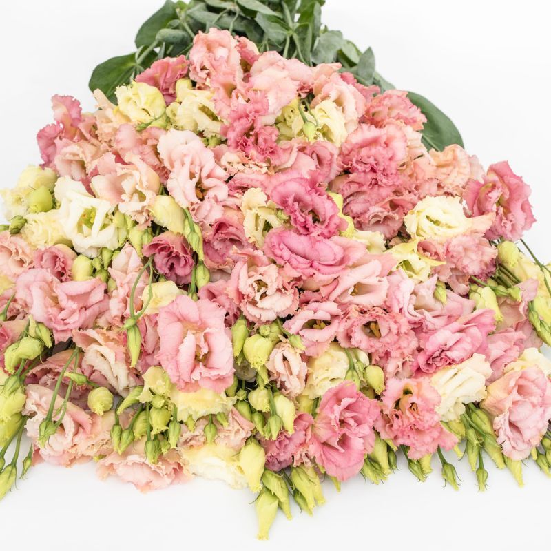 Lisianthus Voyage 2 Champagne