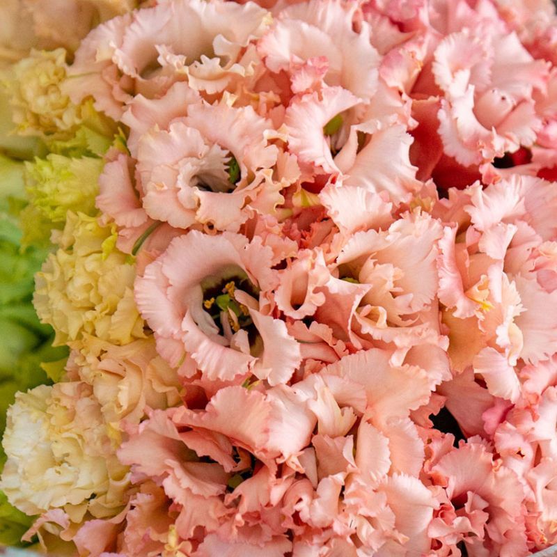 Lisianthus Voyage 2 Champagne