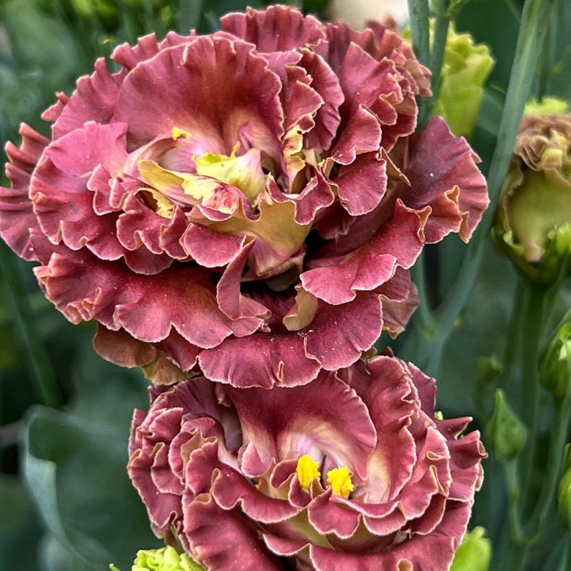 Lisianthus Rosanne 2 Terracotta