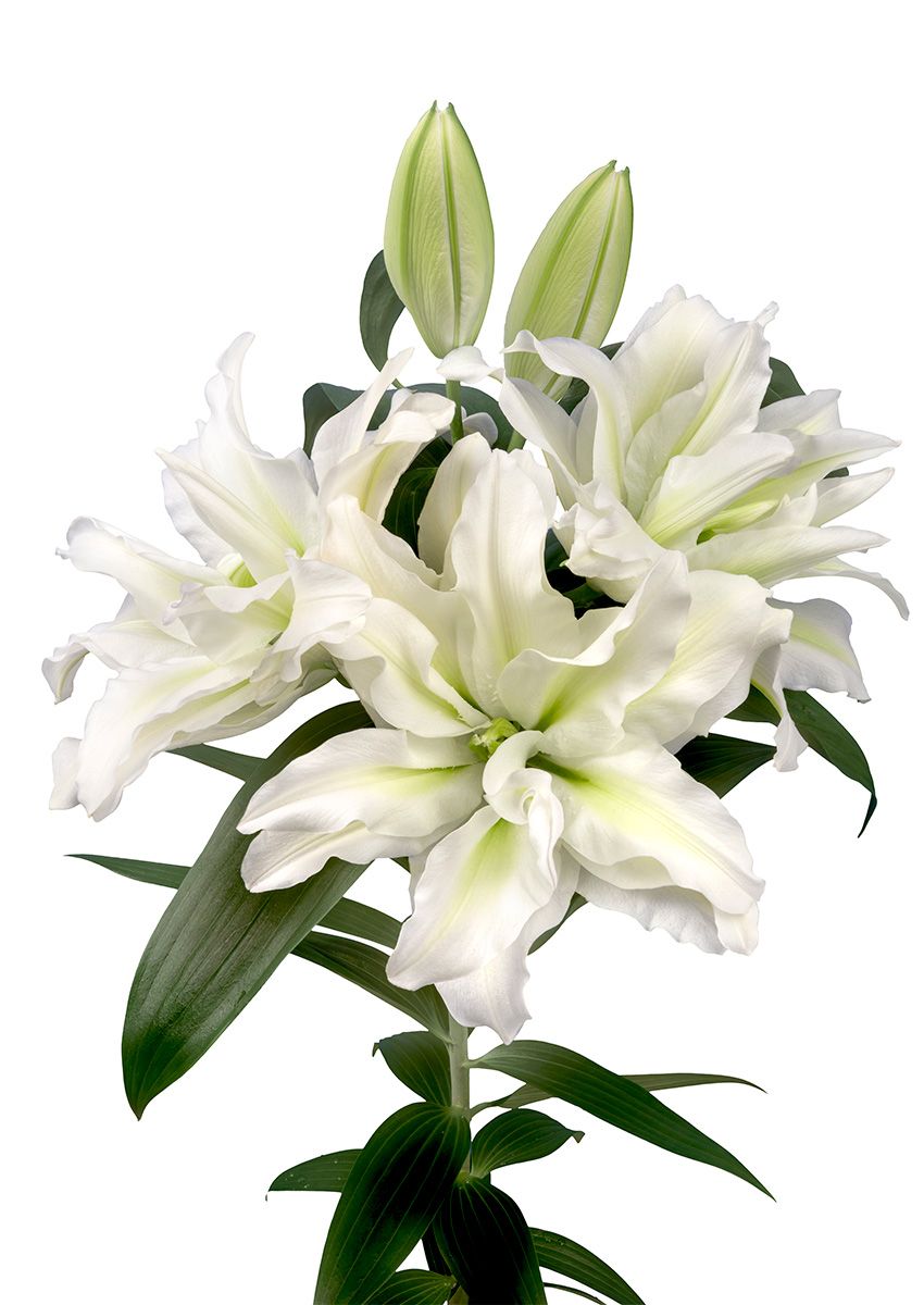 ROSELILY AISHA BULBS