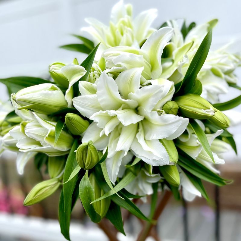 ROSELILY AISHA BULBS