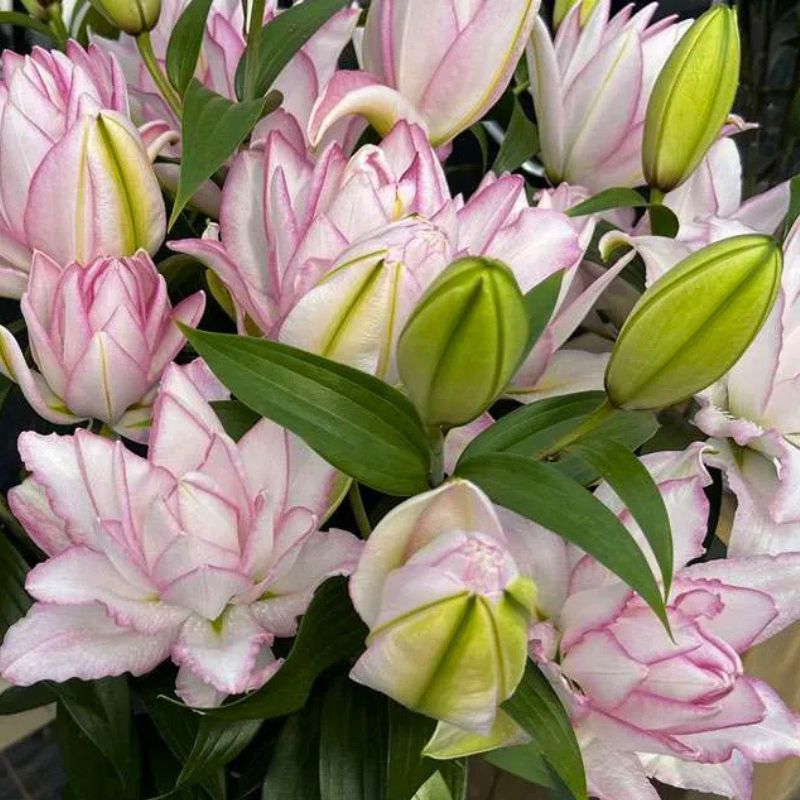 ROSELILY ANOUSKA BULBS