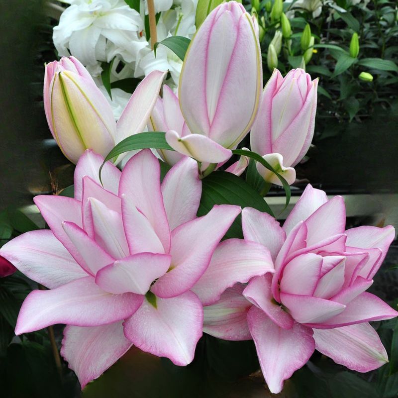 ROSELILY ANOUSKA BULBS