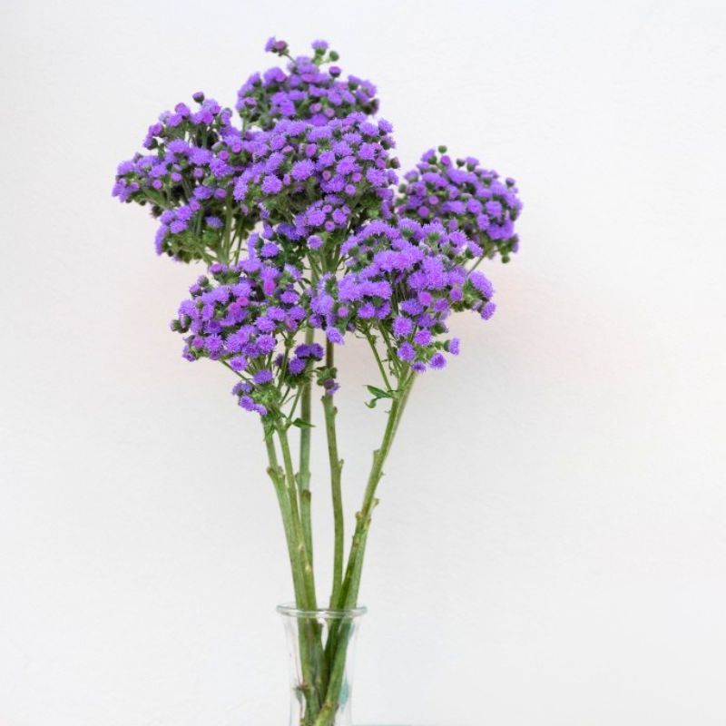 Ageratum JJ