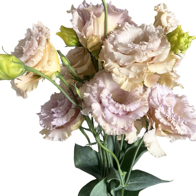 Lisianthus Chateau Blue 36