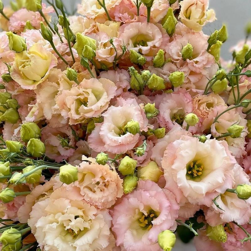 Lisianthus Voyage 2 Light Apricot  18