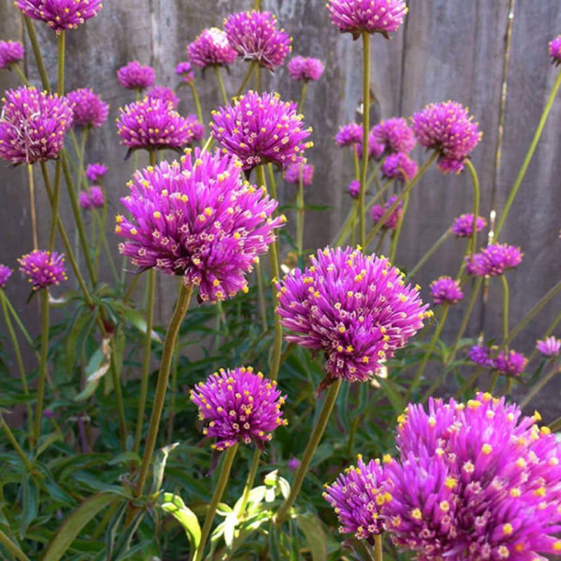 Gomphrena Fireworks