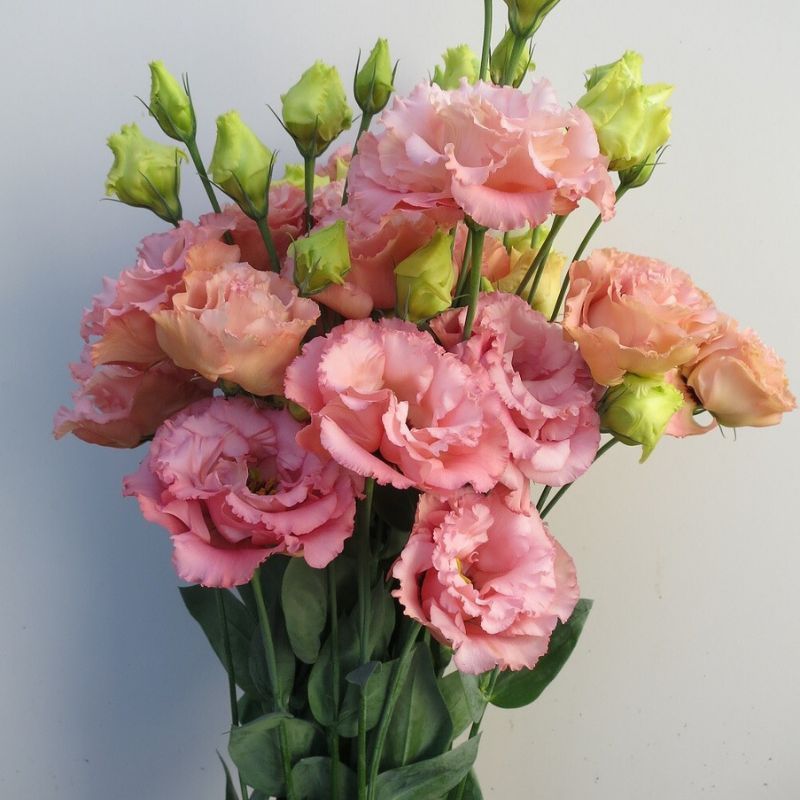 Lisianthus Corelli 3 Apricot 30