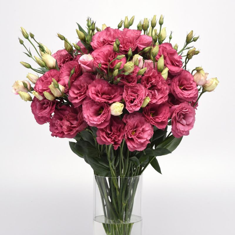 Lisianthus Can Can Carmine Rose 30