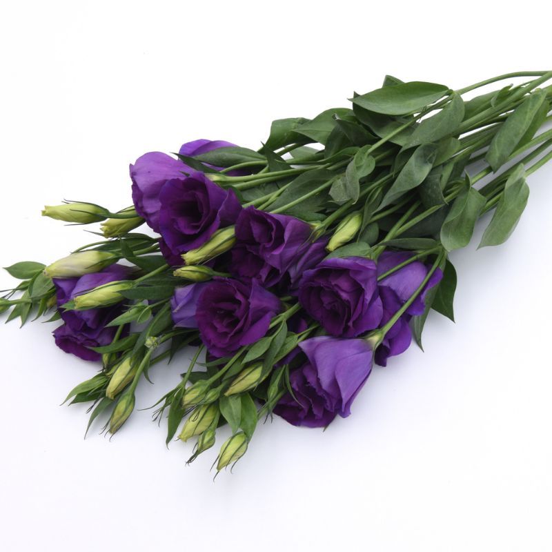 Lisianthus Can Can Purple 30