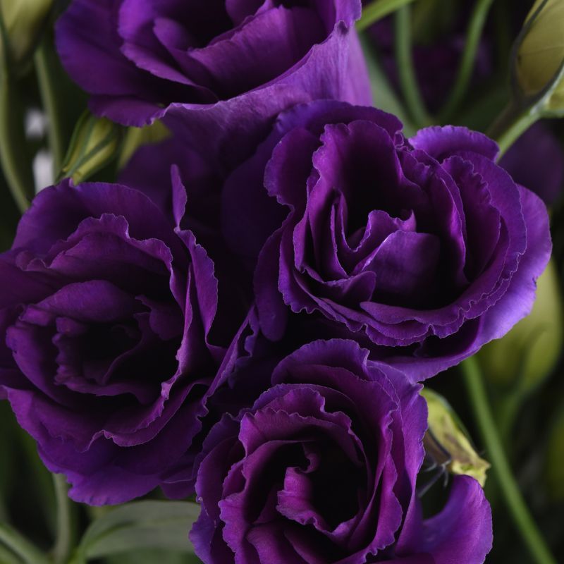 Lisianthus Can Can Purple 30