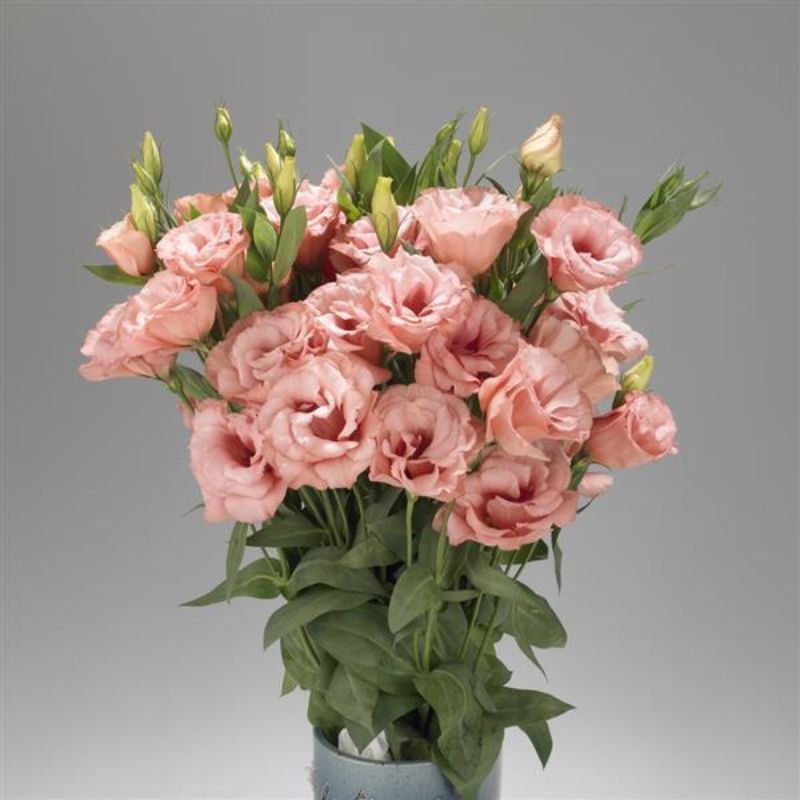 Lisianthus Super Magic Apricot 30