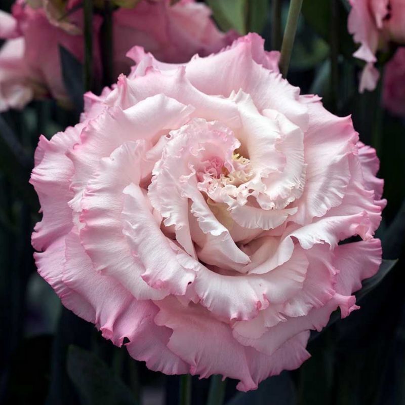 Lisianthus Corelli Sugoi 3 Light Pink 30