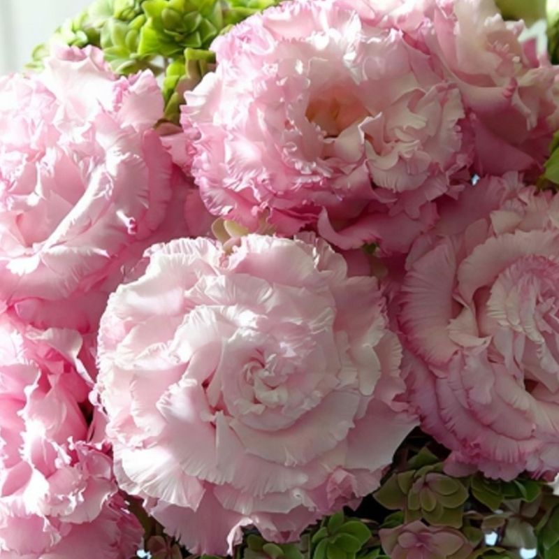 Lisianthus Corelli Sugoi 3 Light Pink 30