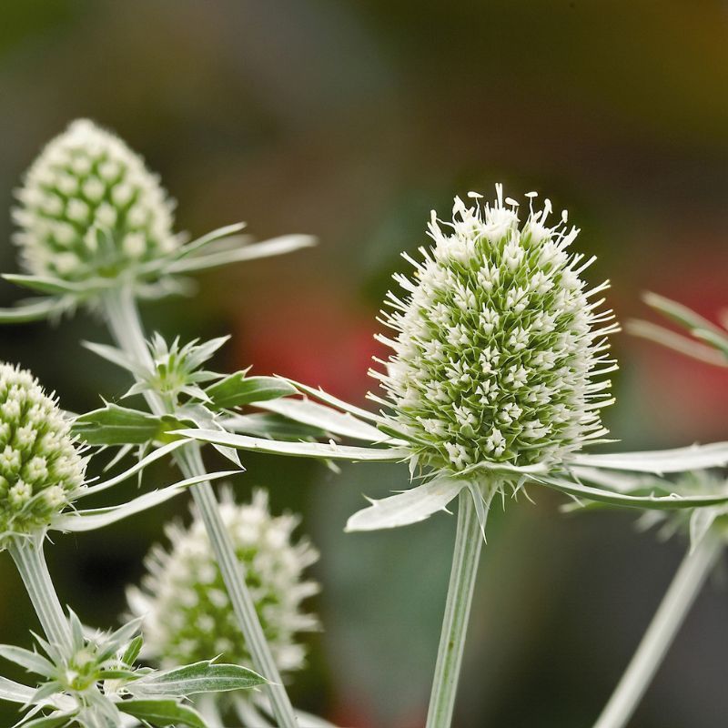 Eryngium planum 'White Glitter'
