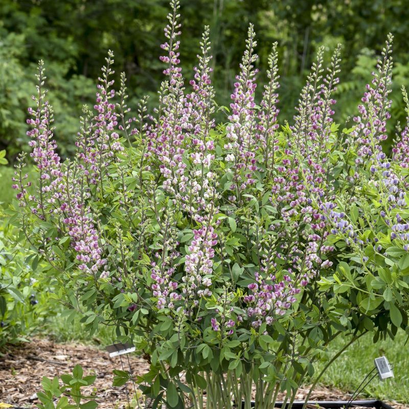Baptisia Plum Rosy