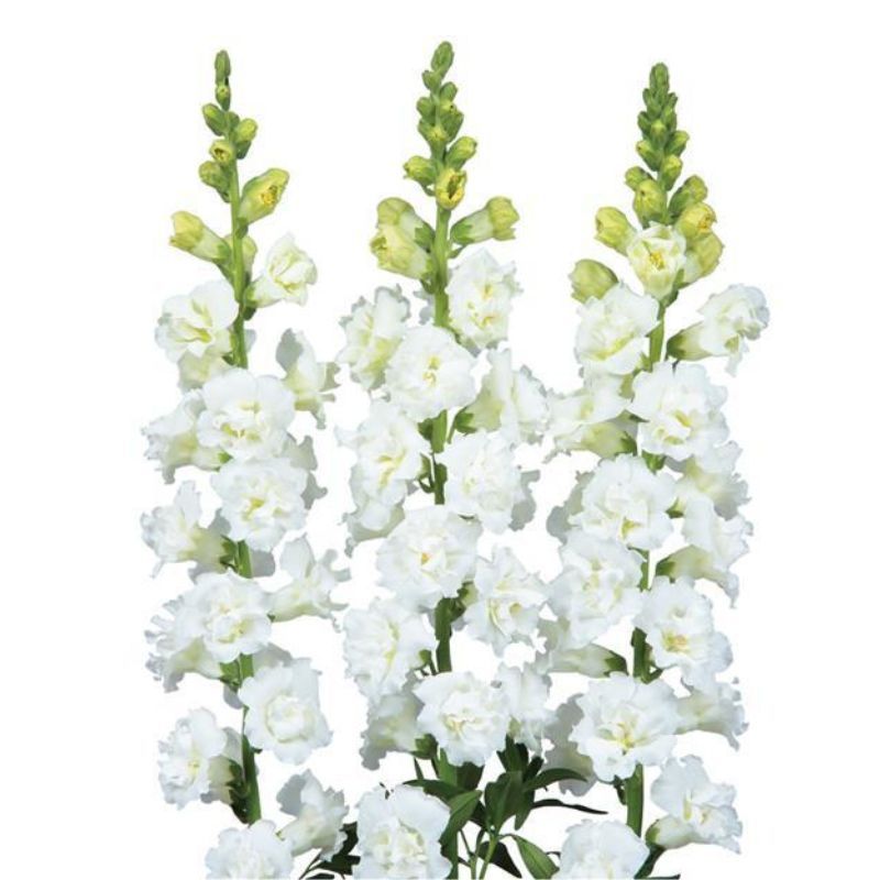 Snapdragon Snapstar White (New)