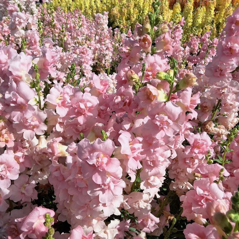 Snapdragon Snapstar Pink (New)