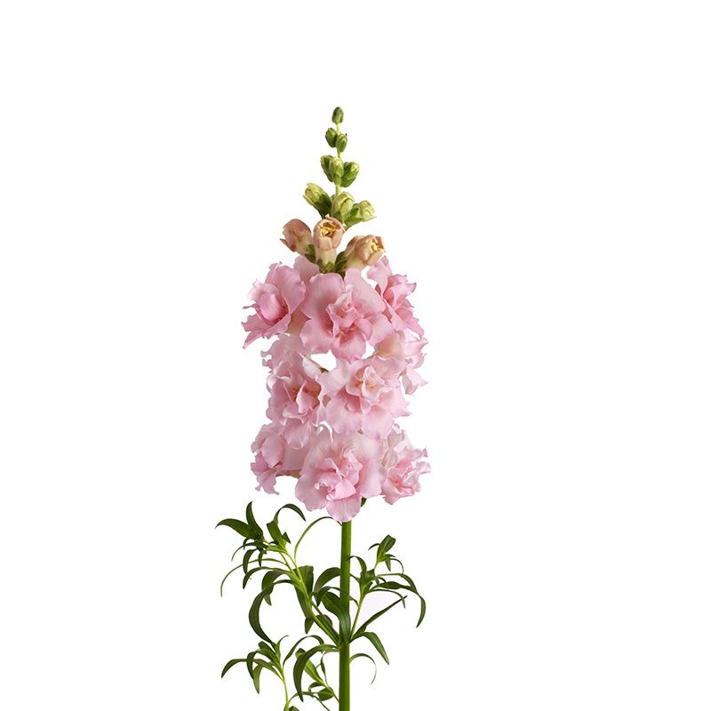 Snapdragon Snapstar Pink (New)