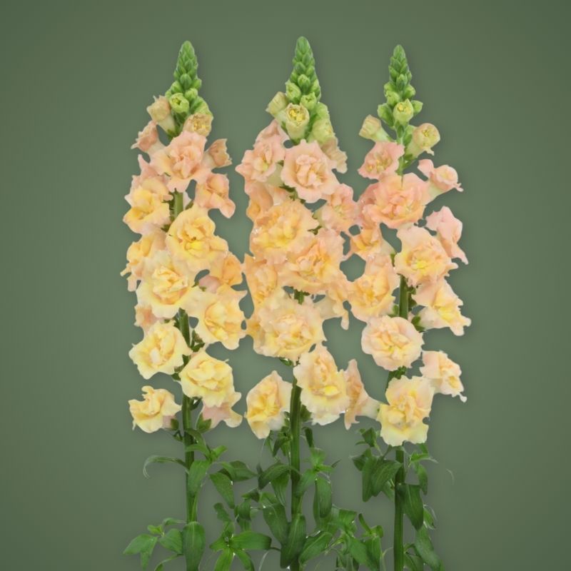 Snapdragon Snapstar Champagne (New)