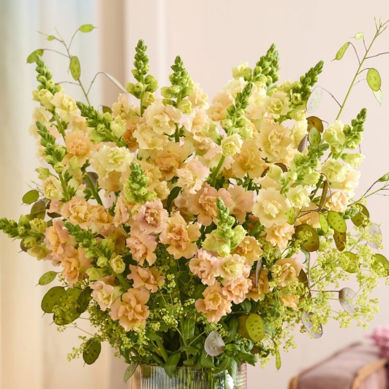 Snapdragon Snapstar Champagne (New)