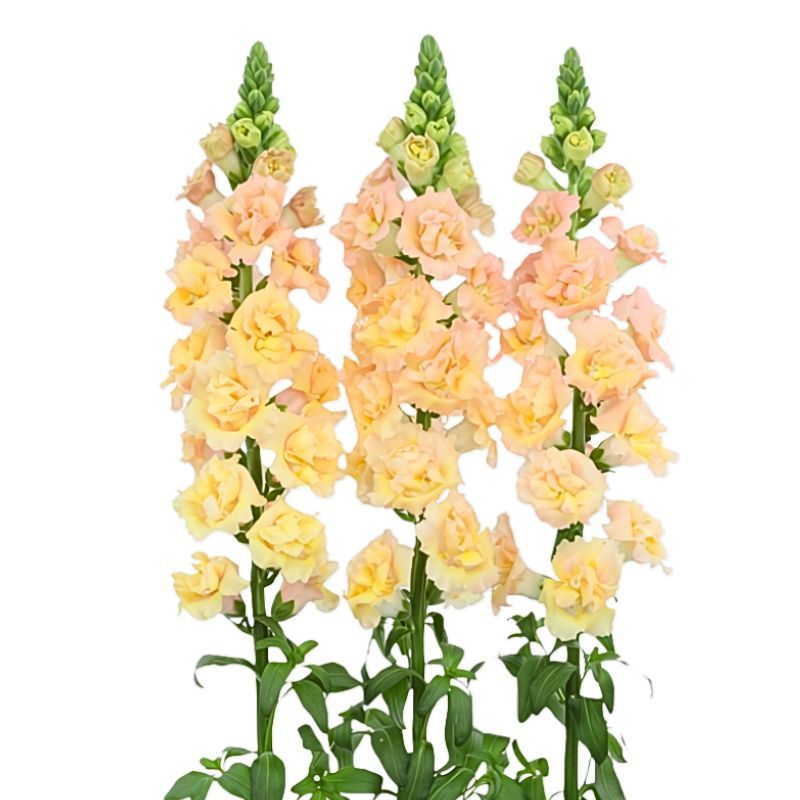 Snapdragon Snapstar Champagne (New)