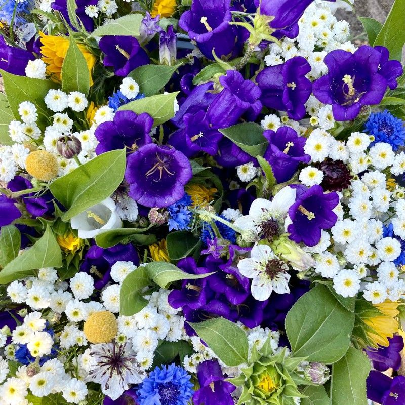Campanula Champion II Deep Blue