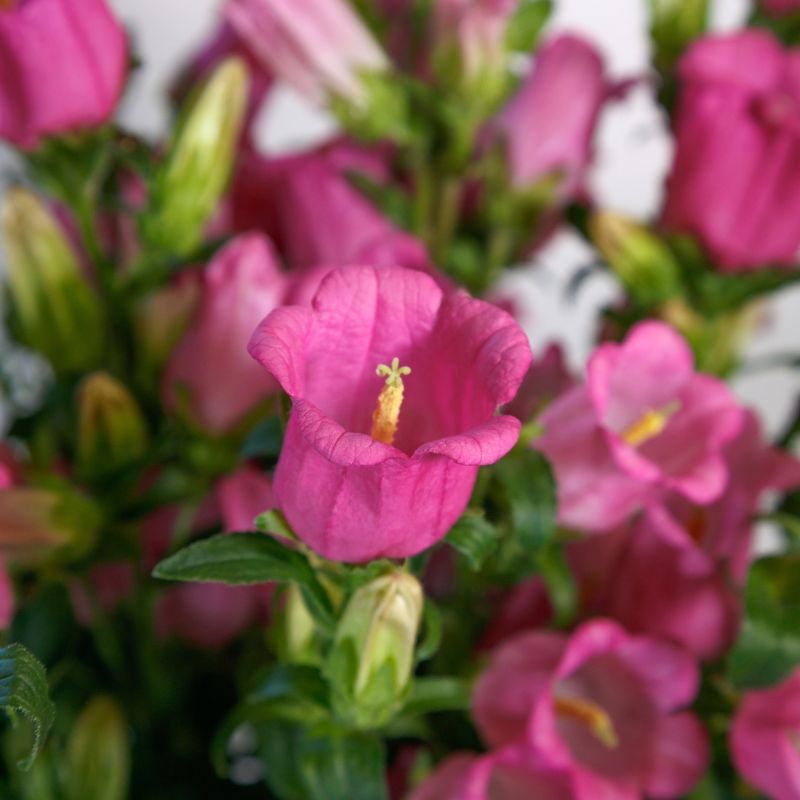 Campanula Champion II Rose