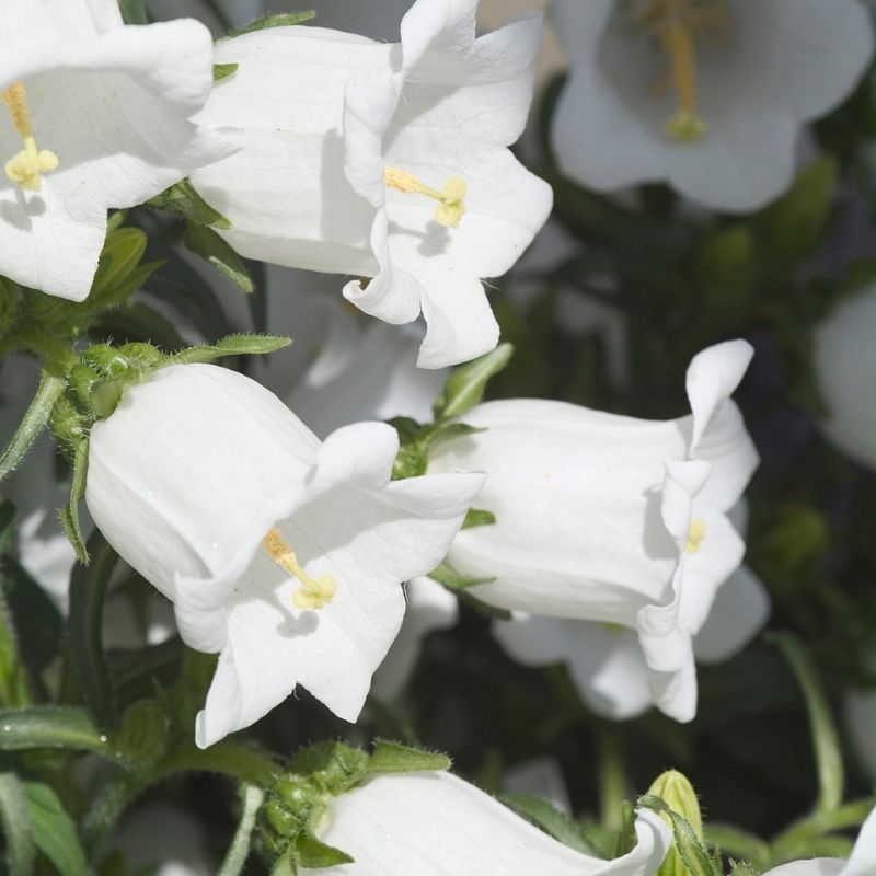 Campanula Champion II White