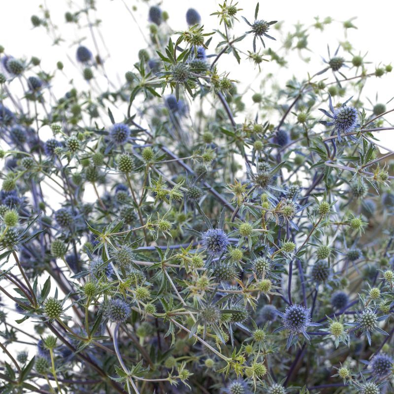 Eryngium planum 'Blue Glitter'