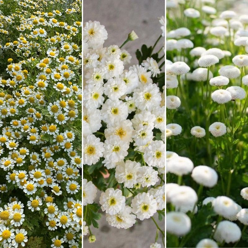 Feverfew Bundle: 20 Vegmo Single, 20 Tetra White Wonder &amp; 20 Vegmo Snowball Extra