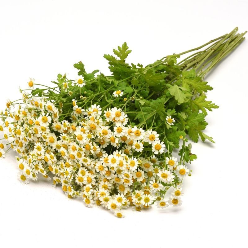 Feverfew Bundle: 20 Vegmo Single, 20 Tetra White Wonder &amp; 20 Vegmo Snowball Extra