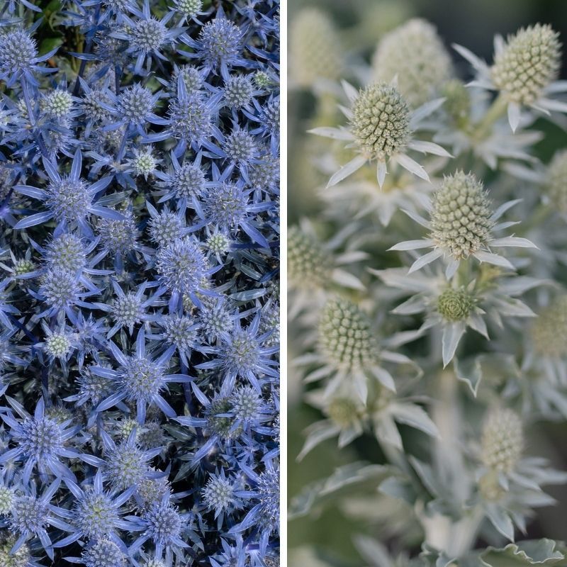 Eryngium Bundle: 10 Blue Glitter &amp; 10 White Glitter