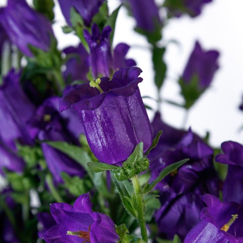 Campanula Champion II Deep Blue 16, Yarrow Summer Berries 20, Feverfew Tetra White 20