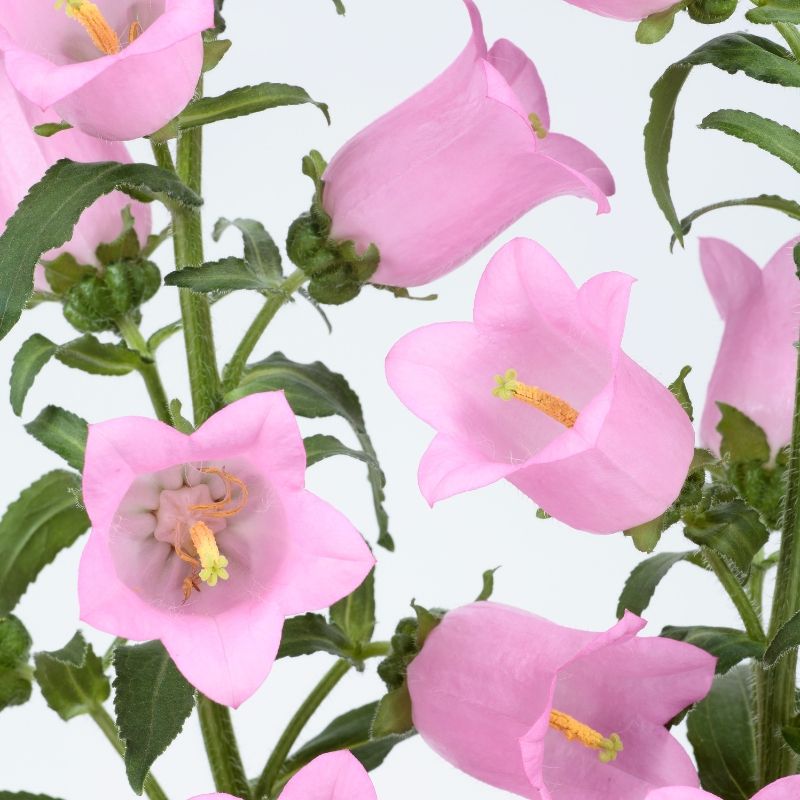 Campanula Champion II Pink