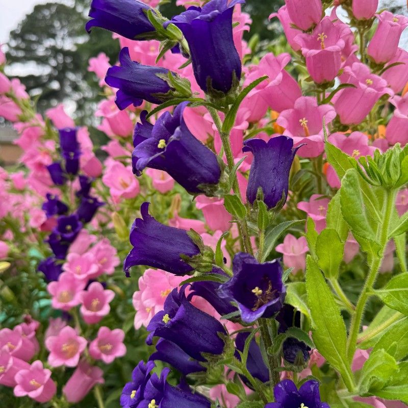 Campanula Champion II Bundle 16 Pink, 16 White, 16 Dp Blue