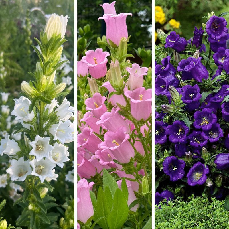 Campanula Champion II Bundle 16 Pink, 16 White, 16 Dp Blue