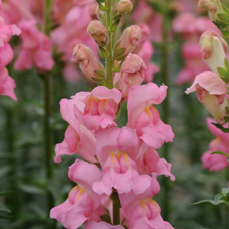 Snapdragon Potomac Pink