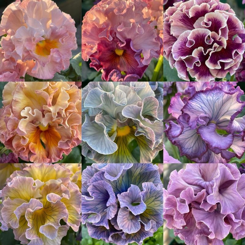 Elegance Antoinette Pansy Collection - Japanese