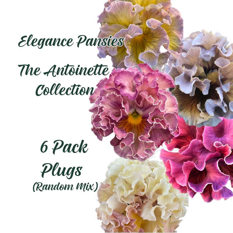 Elegance Antoinette Pansy Collection - Japanese
