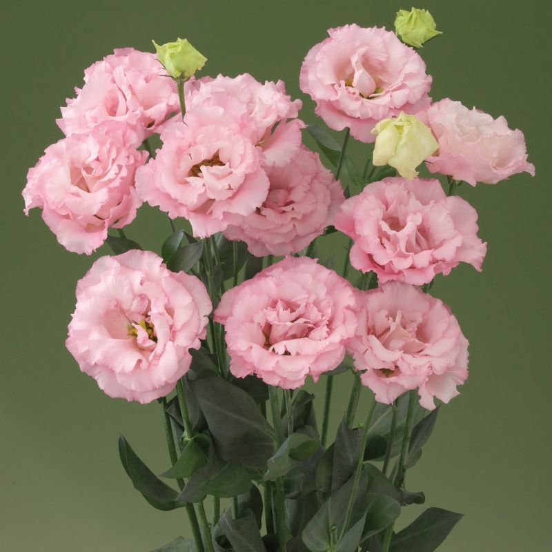 Lisianthus Corelli 1 Pink 24