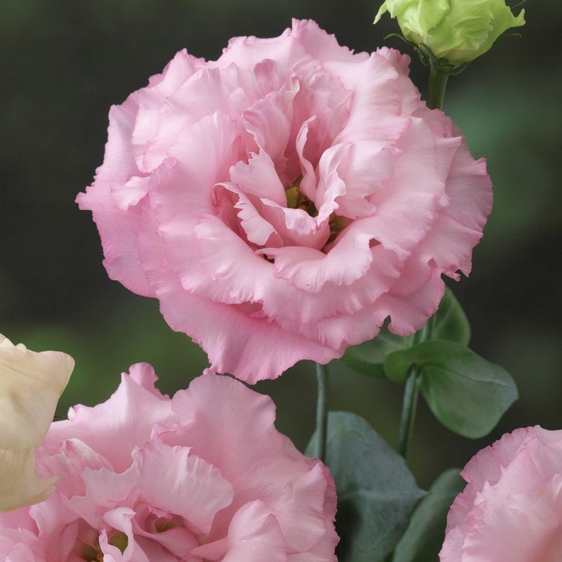 Lisianthus Corelli 1 Pink 24