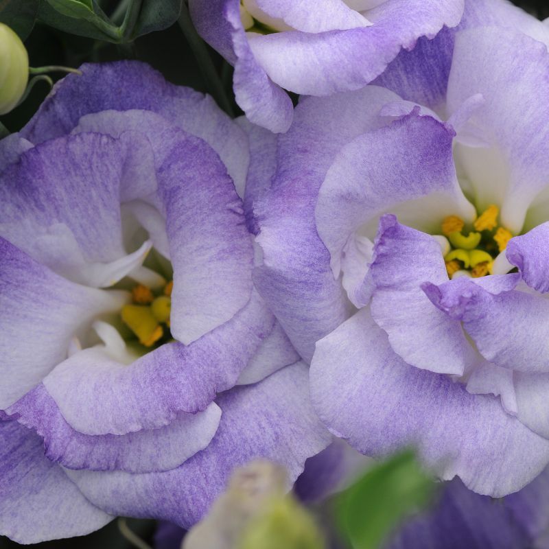 Lisianthus ABC 2 Misty Blue 20
