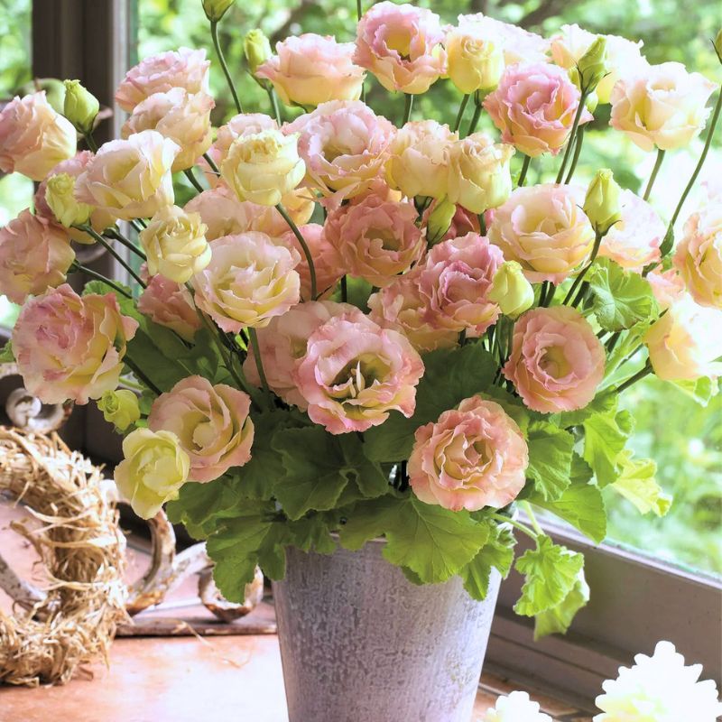 Lisianthus Croma 2 Champagne 24