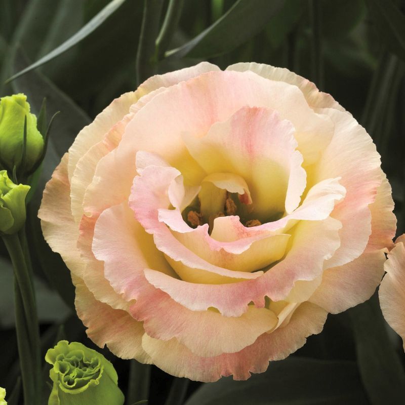 Lisianthus Croma 2 Champagne 24