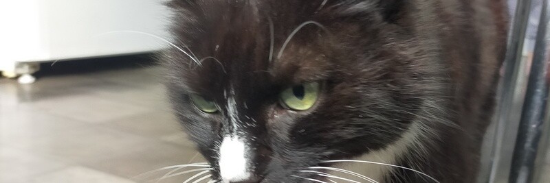 A lovely Cat.