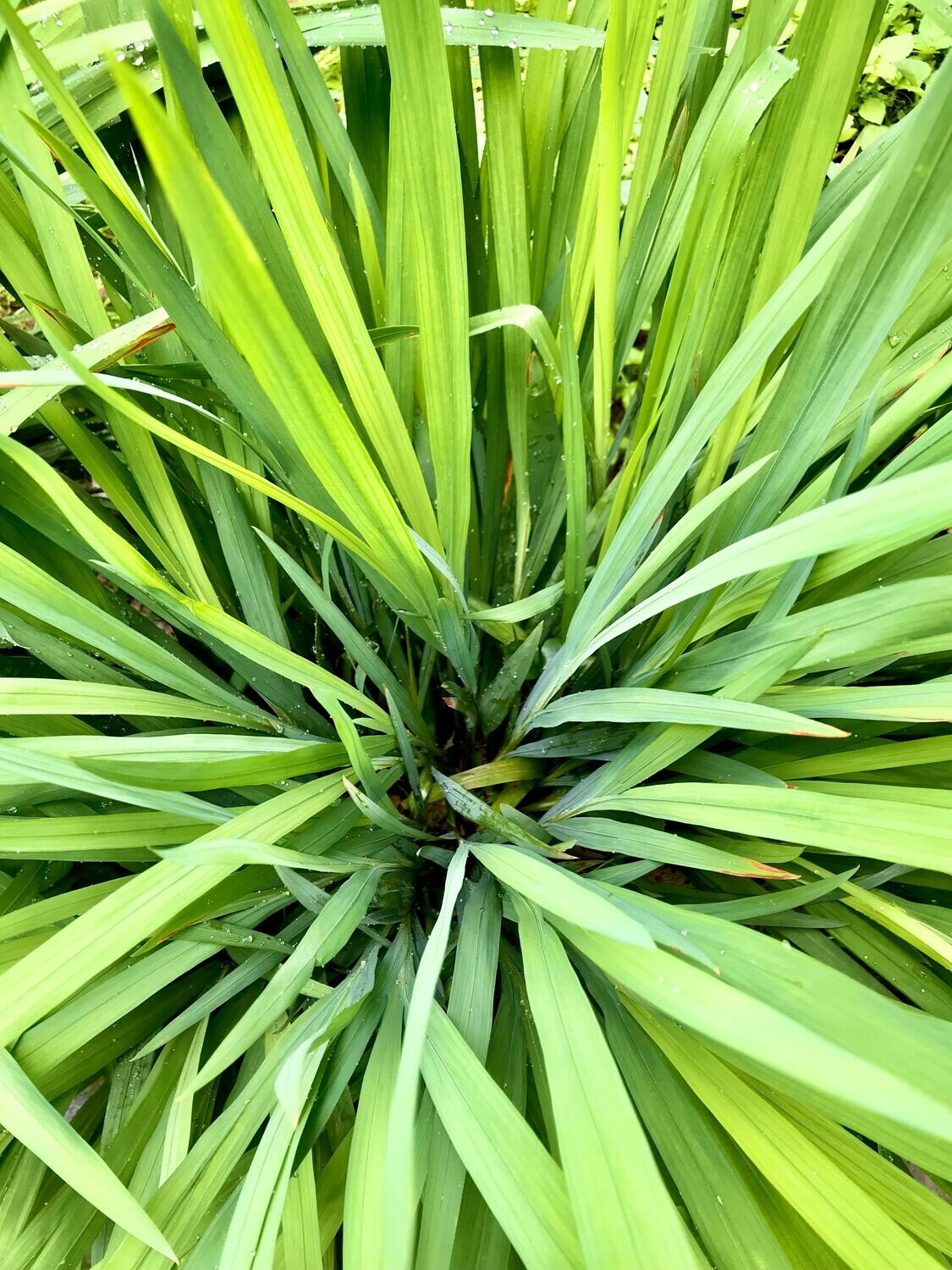 SOAP - Charcoal Lemongrass