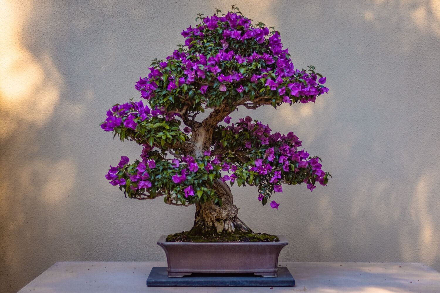 SOAP - Bonsai